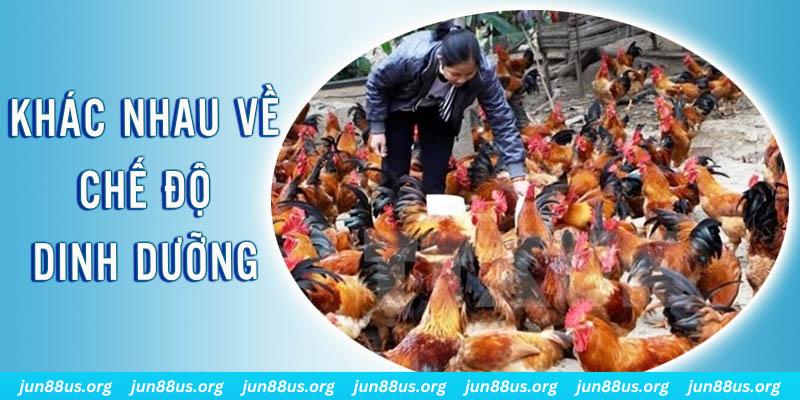 88 online xổ số thứ sáu hàng tuần